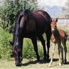 Woody as newborn in Lehi.
July, 2004